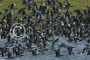 Barnacle Geese in flight.